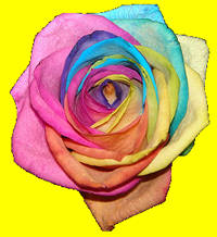 New - Add a Happy Rose to your Balloon!